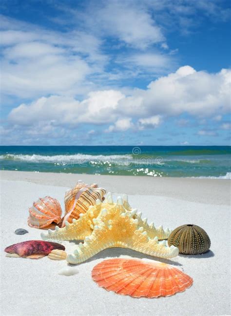 Seashells Starfish And Sea Urchin On A Beautiful White Sand Beach