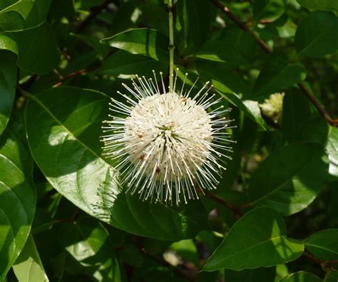 Buttonbush Cephalanthus Occidentalis Organic 10 Seeds Etsy