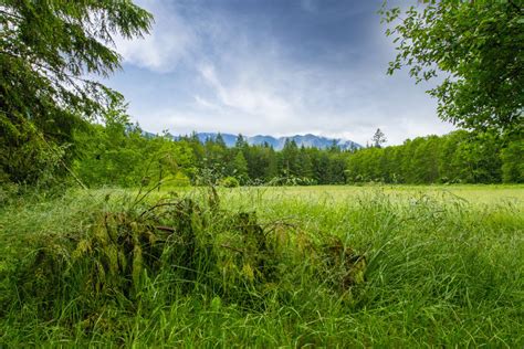 Free Images Landscape Tree Nature Forest Wilderness Plant Sky