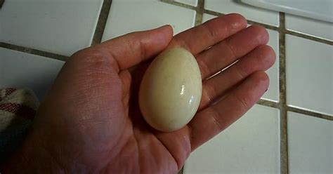 First Egg Imgur