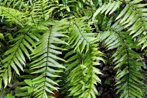 Do Ferns Need Full Sun Peppers Home And Garden