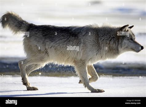 Eastern Timber Wolf Canis Lupus Lycaon Nature Stock Photo Alamy