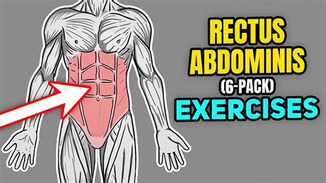 How To Strengthen Your Rectus Abdominis 6 Pack Muscle Youtube