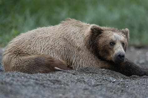 Brown Bear Lying On Beach 02 Horizontal Randy Harris Flickr