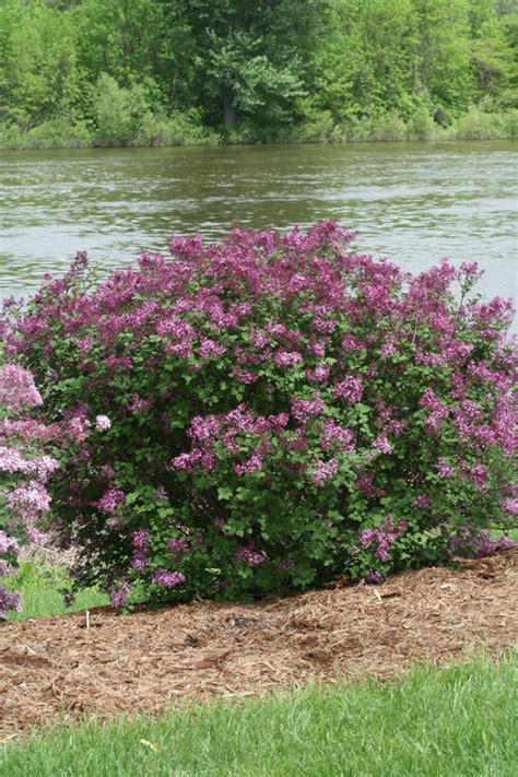 Bloomerang® dark purple is a reblooming lilac with dark purple coloured flowers. syringa_bloomerang_dark_purple_img_0025.jpg | Proven Winners