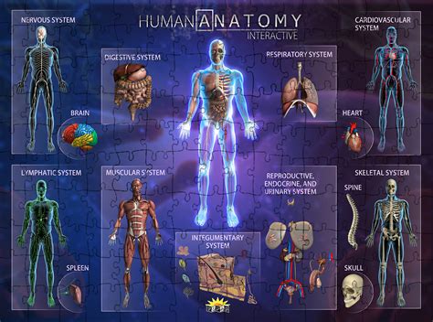Human Bone Anatomy Skeleton System Structure Composition Facts