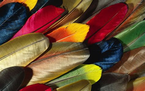 Colorful Feathers Wallpaper Photography Wallpapers 7616