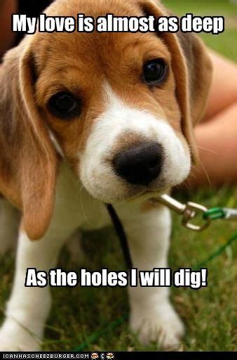 Beagles Do Love Digging Holes Cute Animals Baby Dogs Cute Baby Animals