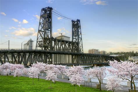 Steel Bridge And Cherry Blossom Trees In Portland Oregon Photograph By