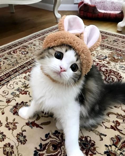 Cats In Hats Image By Sue Cute Cat Wallpaper Cute Cats Cute Baby