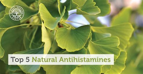 Top 5 Natural Antihistamines Natural Antihistamine Natural Health