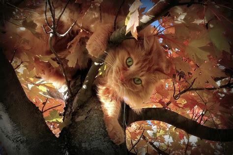 Wallpaper Animals Leaves Trees Outdoors Cats Plants Mammals