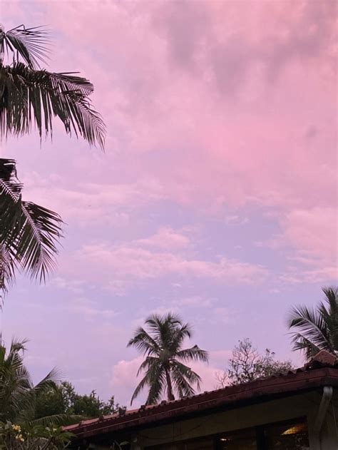 Pink Sunset Pink Sunset Palm Trees Sunset