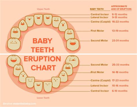 Baby Teething Schedule at Lucy Creed blog
