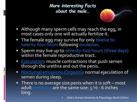 Ppt Male Reproductive System Powerpoint Presentation Free Download Id2215589