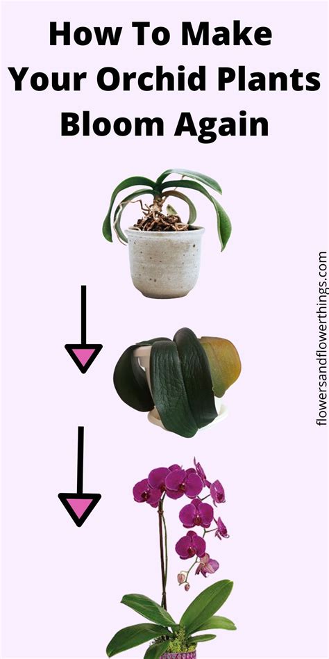 Orchid Plant Care Plant Care Houseplant Indoor Plant Care Orchid