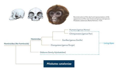 A New Primate Species At The Root Of The Tree Of Extant Hominoids