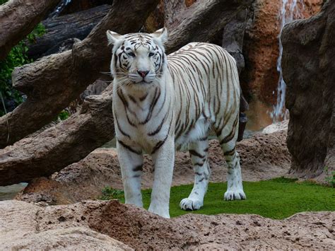 The bengal tiger , or royal bengal tiger ( panthera tigris tigris ), is a tiger subspecies native to india , bangladesh , nepal and bhutan , and has been classified as endangered by iucn as the population is estimated at fewer than 2,500 individuals with a decreasing trend. Free photo: White Bengal Tiger, Tiger, Predator - Free ...
