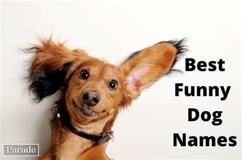 150 Funny Dog Names For Your Four Legged Best Friend Dog Names Funny