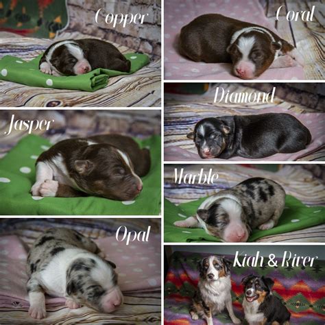 We occasionally have puppies for sale and would love to talk to you about them. Rocky Mountain Mini Aussies Mini Aussie Puppies for sale ...