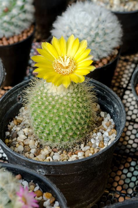 The Best Types Of Cactus To Up Your Houseplant Game