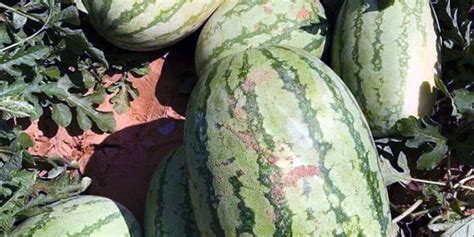 If planting rows of hills, allow about 8 feet. How to grow Watermelon | Growing Watermelon plant ...