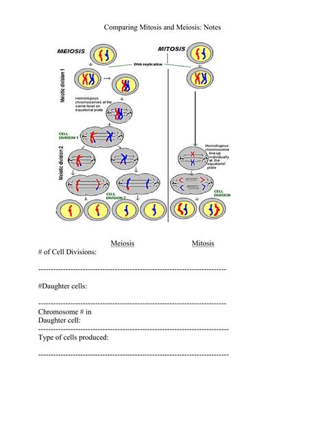 Graphic Organizer Pack Cell Division Mitosis Meiosis Distance Learning The Best Porn Website