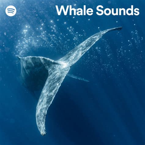 Stream Civanni Candan Listen To Whale Sounds Playlist Online For Free On Soundcloud