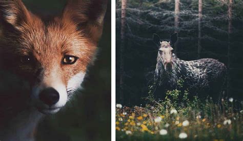 Photographer Captures The Soul Of The Forest With Stunning Animal
