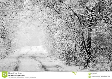Snow Covered Winter Trees And Road Black And White Winter Stock Image