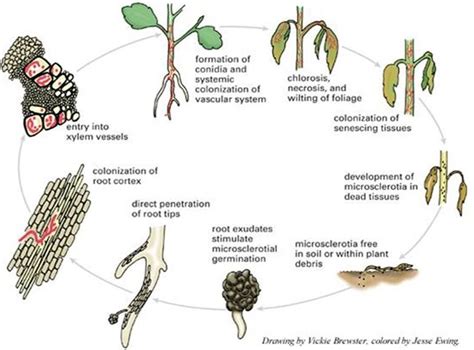 Fusarium Wilt Life Cycle Plant Diseases Plant Pathology Plant Pests