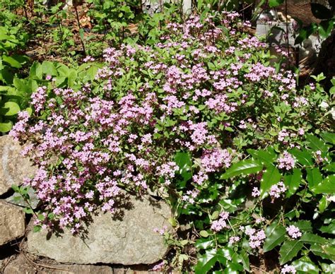 Rock Soapwort Okanagan Xeriscape Association