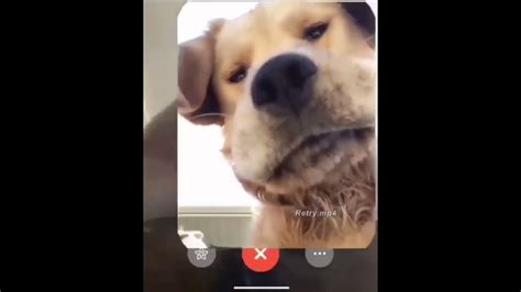 Download Dog Facetime Meme Png And  Base