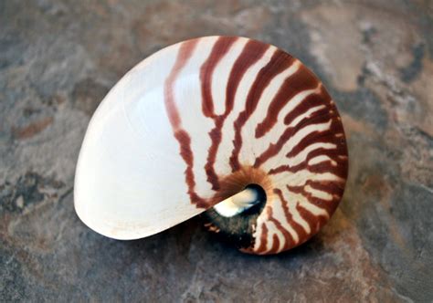 Natural Nautilus Seashell 5 6 Nautilus Pompilius Seashell Supply