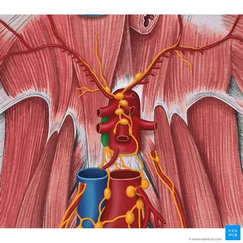 Thoracic Duct Anatomy Course And Clinical Significance Kenhub