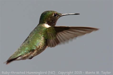 Learning when hummingbirds migrate (which differs between 300 species) is a great way to decide when to put out hummingbird feeders. Ruby-throated Hummingbird
