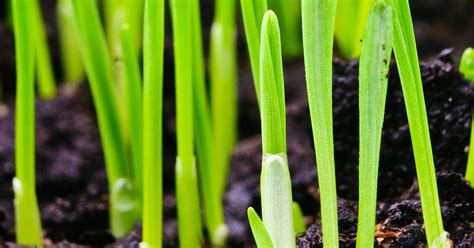 Read on for information on how to plan and start a garden. The best time to sow grass seed | lovethegarden