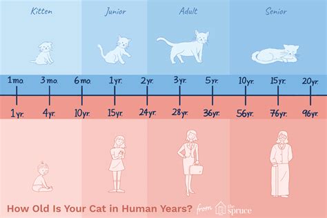 I got them at the same time as kitten/puppy. How Old Is Your Cat in Human Years?