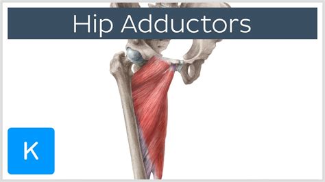 Anatomy Of The Hip Adductor Muscles Human Anatomy Kenhub Youtube