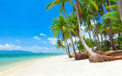 Koh Samui Thailand Tropical Beach With Coconut Palm Trees