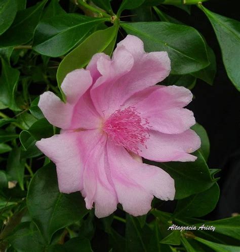 The caoba flower is the national one here since jun 16th 1957. Rosa de Bayahibe/Pereskia quisqueyana/Bayahibe Rose by ...
