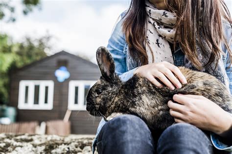 Cool Small Pets. 7 Legal Exotic Pets That Have Easy Care | PetHelpful