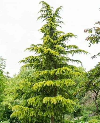 Cedrus 'Himalayan Golden Cedar' Tree 10