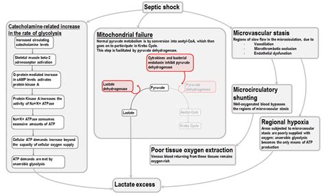 Lactic Acidosis In Sepsis And Septic Shock Deranged Physiology Images