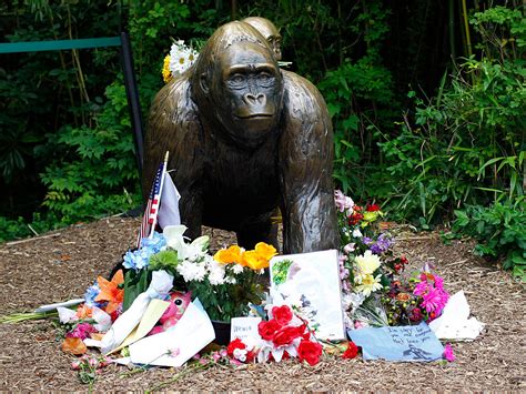 Cincinnati zoo & botanical garden is ranked #8 out of 17 things to do in cincinnati. Cincinnati Zoo Is 'Not Amused' by Harambe the Gorilla ...
