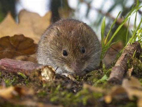 Learn How To Identify Shrews Moles And Voles How To Guides Tips And