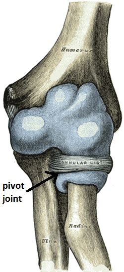 Name the 3 surfaces the scapula articulates with. Pivot Joints in the Body: Types & Examples - Anatomy and ...