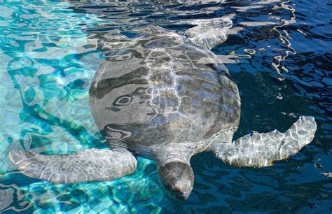 10 Fabulous Facts About Sea Turtles Ocean Of Hope