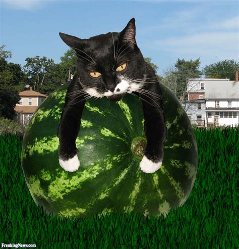 Watermelon is a good source of the vitamins a and c, both of which are important nutrients. The Strange And Secret Battle Between Cats And Watermelon