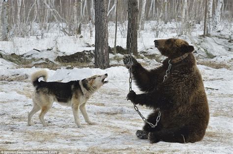 Bear Chained To Tree And Being Savaged By Dogs In Russian Hunting